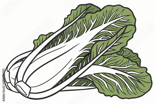 A vector graphic illustration of a fresh green bok choy vegetable on a white background
