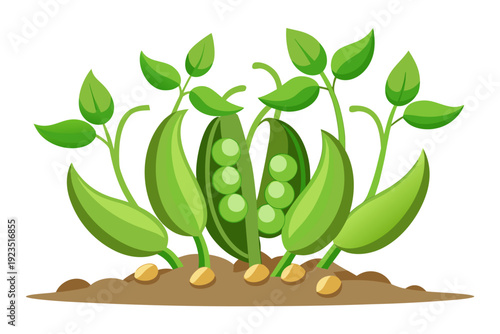 A vector graphic illustration of green pea plants growing in the soil with leaves and pods