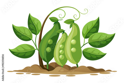 A vector graphic illustration of a pea plant growing in the soil with green leaves and pods
