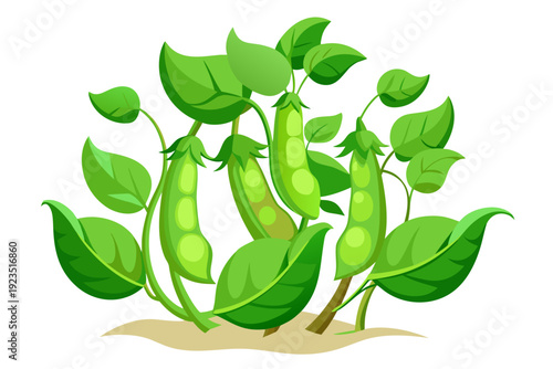 A vibrant vector illustration of a pea plant with green leaves and pods growing in the soil