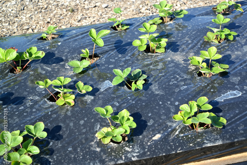 Wallpaper Mural Strawberry seedlings under the film Torontodigital.ca
