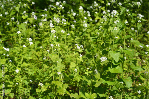 Sweet garlic (Alliaria petiolata (M.Bieb.) Cavara & Grande,). Flowering plants