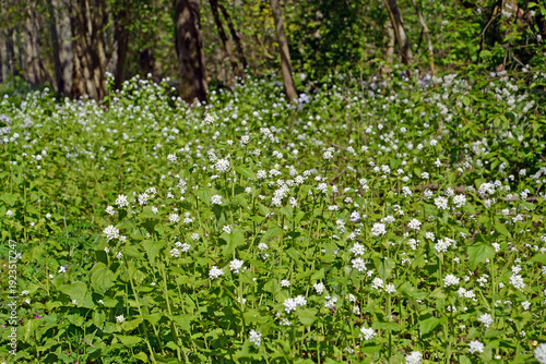 Wallpaper Mural Thickets of flowering garlic (Alliaria petiolata (M.Bieb.) Cavara & Grande,) in the forest Torontodigital.ca