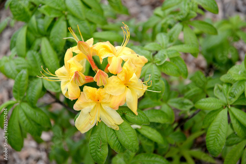 Wallpaper Mural Yellow rhododendron bloom (Rhododendronl uteum Sweet). Close-up Torontodigital.ca