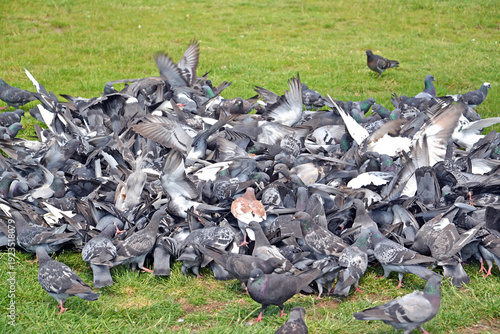 Wallpaper Mural Flock of gray pigeons eat food on the lawn Torontodigital.ca