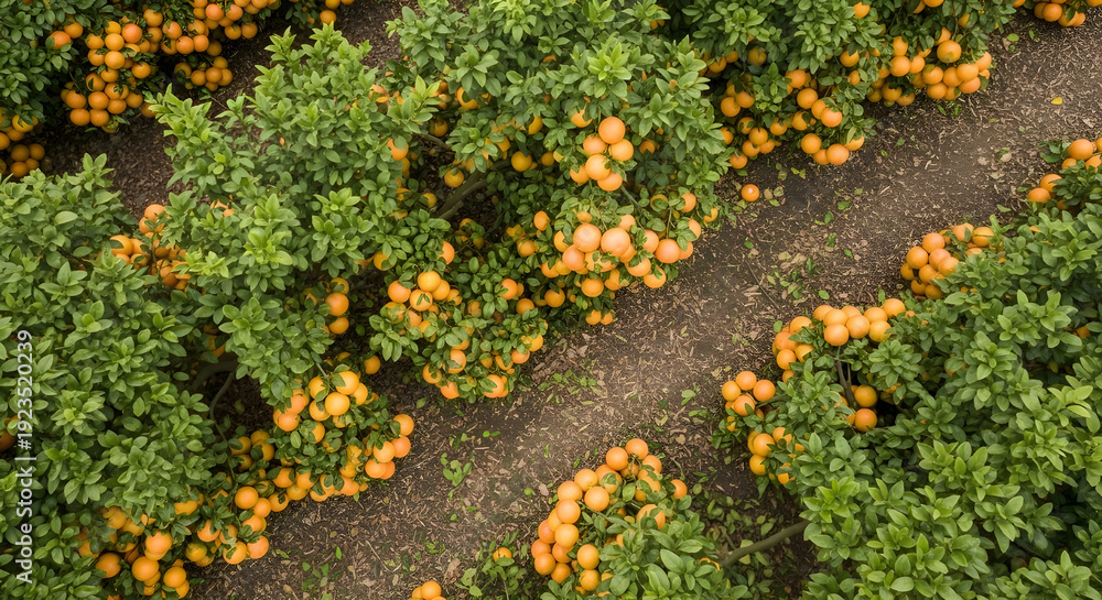 Obraz premium Vibrant orange kumquat trees laden with fruit in lush green orchard