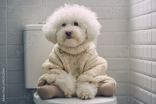 Adorable white Bichon Frise dog in knit sweater sitting on toilet in bathroom