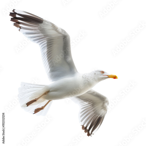 White Seagull Flying with Outstretched Wings.