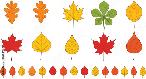 Autumn fall leaves collection set with maple oak chestnut and birch colorful flat vector illustration