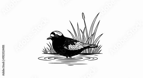 A black and white illustration of a bird standing in water with reeds