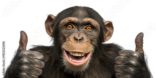 Smiling chimpanzee with thumbs up isolated on transparent background