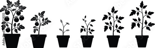 Tomato plant life cycle silhouette, potted vegetable growth stages from seedling to ripe fruit isolated on white background