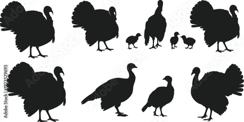 Turkey family silhouettes set with adult birds and chicks, farm poultry collection isolated on white background vector illustration