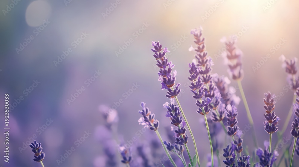Fototapeta premium Lavender Flowers in Vivid Purple Hues Against a Soft Background with Gentle Sunlight