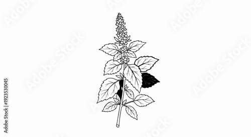 A black and white line drawing of a flowering plant with leaves