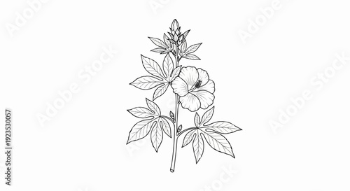 A black and white line drawing of a flowering plant with large leaves