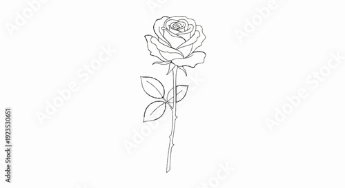 A single elegant rose with delicate petals and a thorny stem