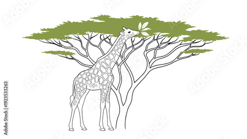 Graceful giraffe stretching its long neck to eat leaves from the top of an acacia tree in the African savanna on a white background.