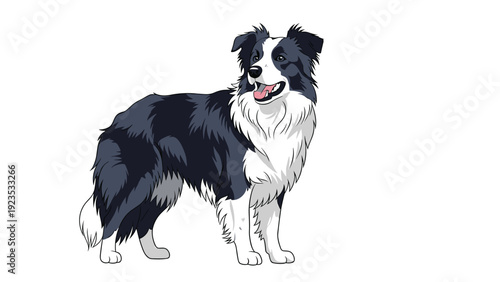 Border Collie dog standing and looking to the side with an alert expression and its tongue out against a white background.
