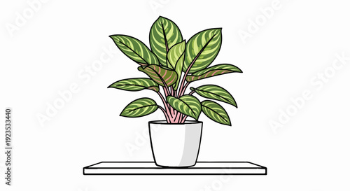 A potted plant with green and pink striped leaves sits on a shelf