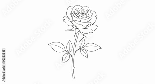 A line drawing of a single rose with leaves and stem