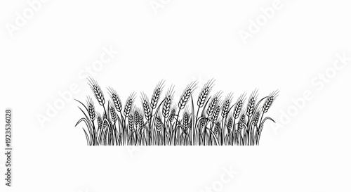 A field of wheat stalks illustrated with black ink on a white background