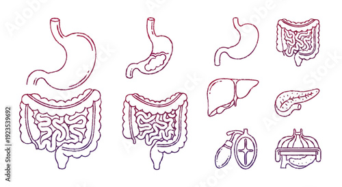 Digestive System Anatomy Icon Set Medical Gastrointestinal Vector Icons Collection