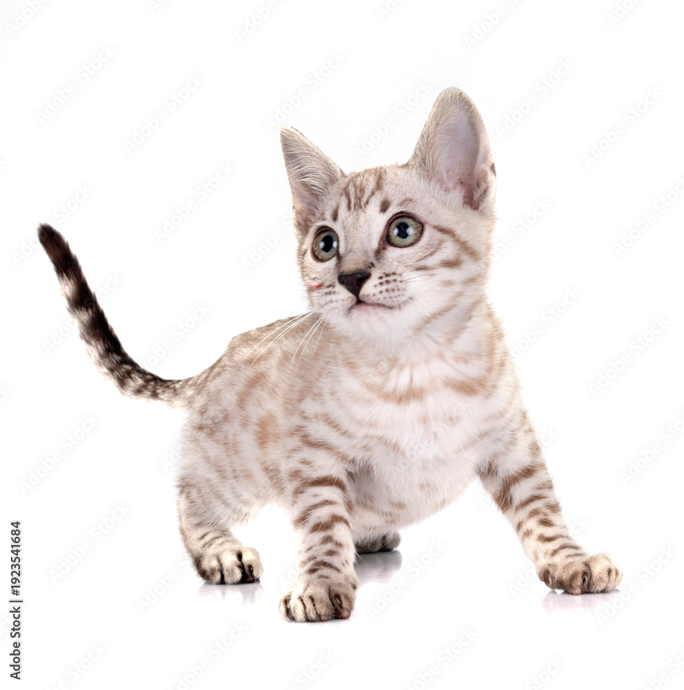 Fototapeta premium bengal kitten in studio