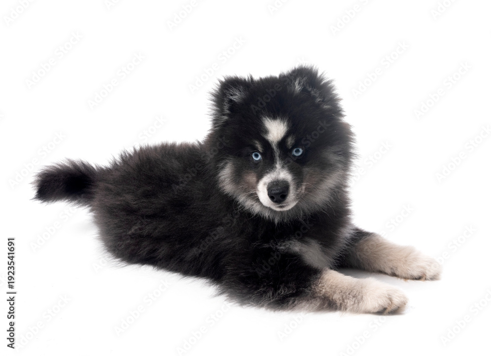 Fototapeta premium Pomsky in studio