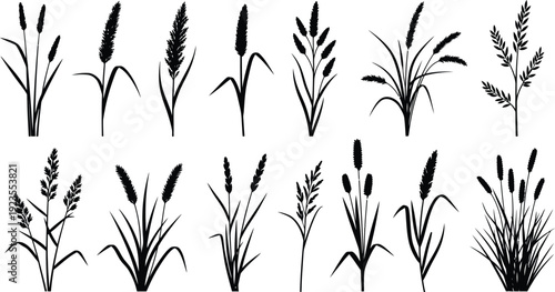Collection of detailed black silhouette illustrations showcasing various types of wild meadow grasses and flowering cereal plants isolated on white.