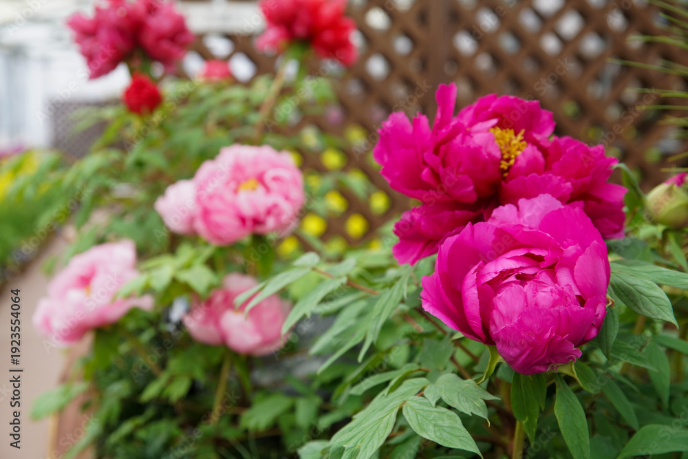 Obraz premium 京都府立植物園の早春の花