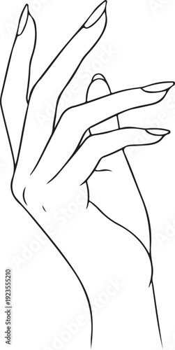 Slim fingers with soft curves, elegant line art style. in silhouette of white background..