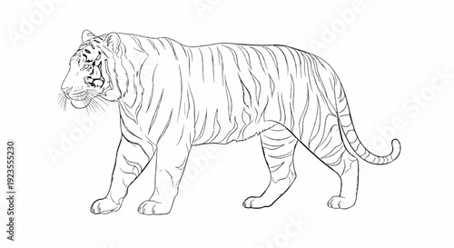A black and white sketch of a majestic tiger walking with its head turned to the left