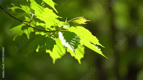 Close-up of vibrant green maple leaves backlit by bright sunlight on a tree branch in a forest, with blurred natural background