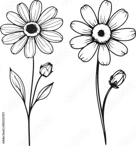 Minimalist natural floral vector sticker of chamomile flower with stem, bold black thick clean outline, pure white background