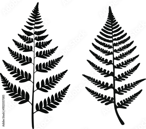  Minimalist natural floral vector sticker of fern leaf, bold black thick clean outline, pure white background 1