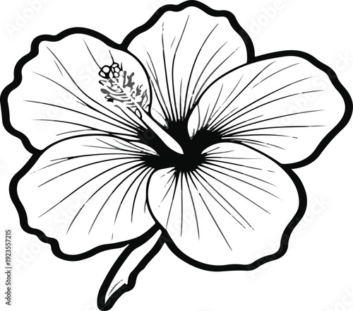 Minimalist natural floral vector sticker of hibiscus flower, bold black thick clean outline, pure white background 3