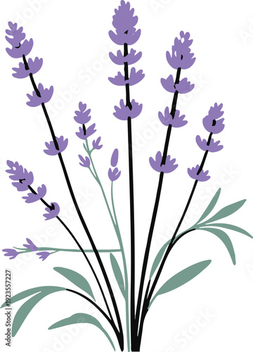 Minimalist natural floral vector sticker of lavender stem with flowers, bold black thick clean outline, pure white background