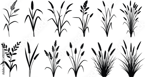 Collection of ten distinct black silhouette illustrations depicting various types of wild grasses cereal crops and meadow plants isolated on a white background