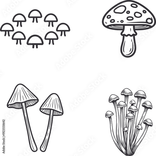 Hand Drawn Mushroom Illustration Collection