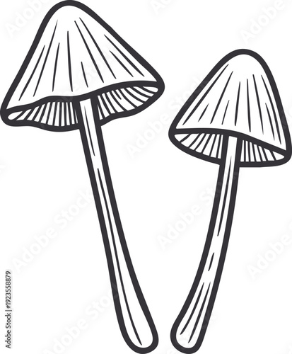 Two Long Stem Mushrooms Illustration