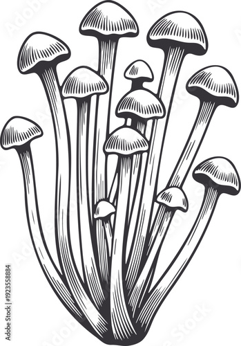 Tall Mushroom Bouquet Drawing Illustration