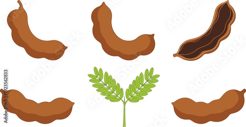 Tamarind Pod Collection Vector Illustration Set with Whole and Open Tamarind Fruit and Leaves Isolated on White Background for Organic Food Design