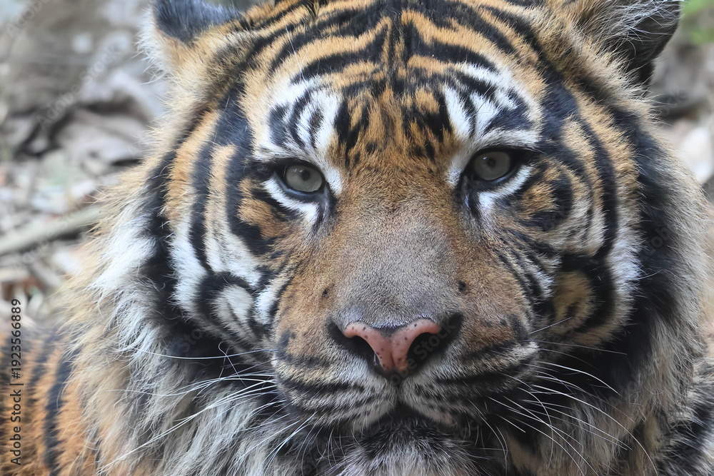 Naklejka premium スマトラトラ