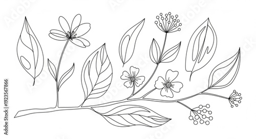 Detailed line drawing of blooming flowers and leaves on a branch with buds and blossoms in various stages of growth on white background