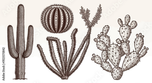 Canvas Print Vintage Botanical Illustration of Various Desert Cacti and Succulents on a Light