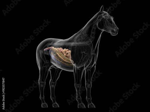 фотографія A Detailed 3D Depiction Of The Intestines Of A Horse