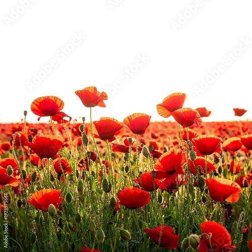 Vibrant red poppies bloom in a sun-drenched field, creating a warm, inviting scene against a bright white sky