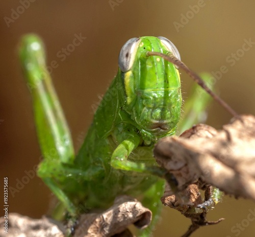 Close-up shot of a grasshopper.
green grasshopper on a leaf.
