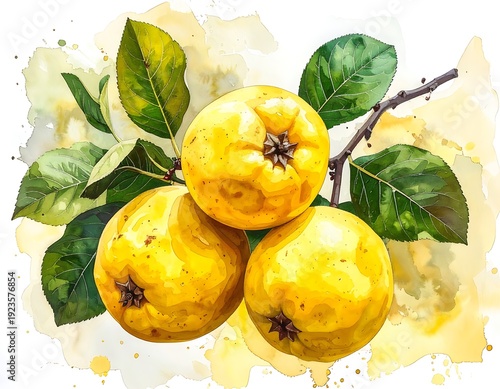 Watercolor illustration of three yellow quinces on a branch with green leaves, with a splashy yellow background